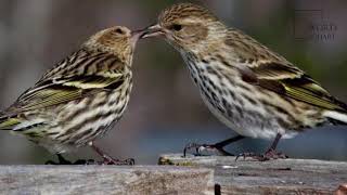 Interesting facts about pine siskin by weird square