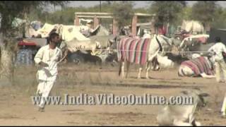 Cattle fair02, Nagaur