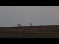 Награда за признание проигрыша. Фотоохота на косулю capreolus capreolus .