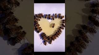 Bees 🐝 🐝 are making heart for us…