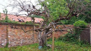 World's Oldest Bramley Apple Tree