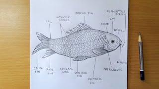 rohu fish drawing | how to draw a fish | Labeo rohita diagram drawing | how to draw rohu fish