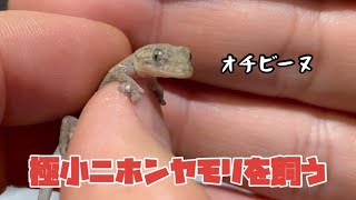 極小ニホンヤモリを捕まえたので飼ってみる