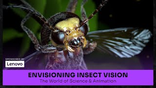 Envisioning Insect Vision: The World of Science and Animation