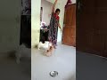 രാവിലെ അമ്മയും മക്കളും കൂടി കളിക്കുവ ❤️❤️ shortvideo dog puppy sweetpuppy cutepuppy cute