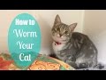 How to Worm Your Cat Like the Vets How to Worm Your Cat Like the Vets