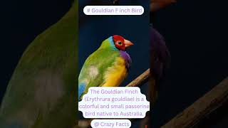 Crazy Facts about gouldian finch bird I facts about gouldian finch bird