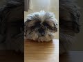 威嚇されてるのかと思いきや シーズー shihtzu 시추