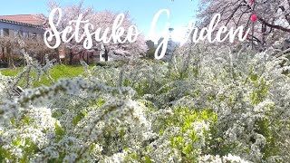 今日の庭日記[2024.4.10]天気の良い日、青田川沿いの桜とユキヤナギ、見ごたえある春の景色