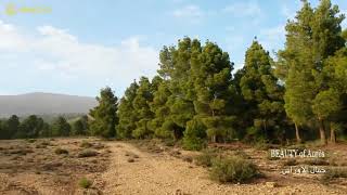 غابة كيمل ولاية باتنة Forest of Kimel W. Batna