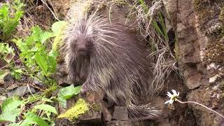 Porcupine | Porcupines are the third largest rodent on the planet.