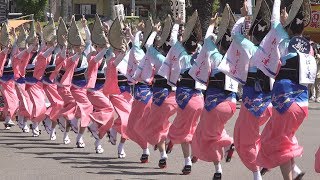 「新ばし連」春らんまん阿波おどり - はな・はる・フェスタ2019（2019.4.20）