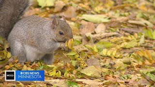 How do squirrels remember where they bury their nuts?