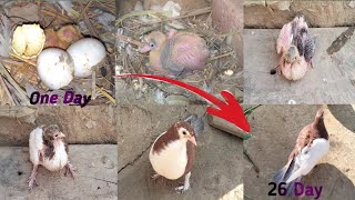 Watch the video of pigeons day by day development || pigeon growth video 1 day to 26 day