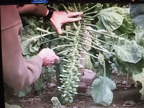 How to grow Brussel Sprouts from seed How to grow Brussel Sprouts from seed