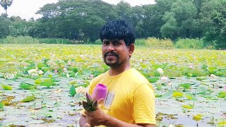 #পদ্ম #পদ্মফুল #পদ্মবিল #ঘোড়াশাল #নরসিংদী  #lotus #ghorashal