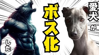 【驚愕！！愛犬の暗黒面が！？】あなたの愛犬はいくつあてはまりますか！？ボス化するサインとは！？【犬のボス化現象７】#ペット #犬のしつけ #犬の健康