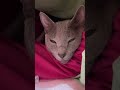 ママの腕枕で寝る猫 cat ねこ好き purrfect 猫動画