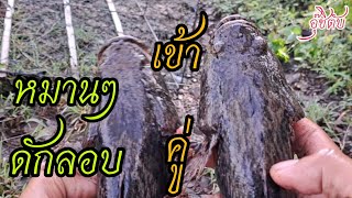 #ลอบดักปลากับแพ็คของใหญ่ตัวลายๆสีดำ?Can catch two large fish traps#ลอบ#ลอบดักปลา#อุ๊ชิตับ#ปลา#หมานๆ