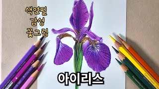 색연필로 그리는 아이리스(붓꽃) / 색연필 꽃그림 / 취미미술 / Iris drawing with colored pencils