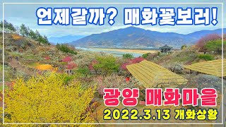 광양매화마을 2022.03.13 홍매화 백매화 개화상황 | 3월 봄여행 최고의 코스