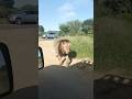 Massive Kruger Lion #short #lions