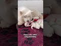 the first 24 hours with newborn samoyed puppies