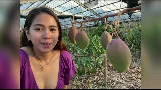 guava picking and manggo house in okinawa japan!