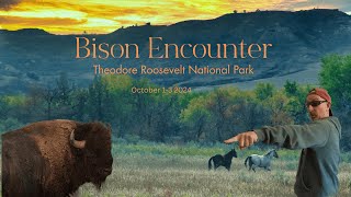 Buffaloed by Bison in Theodore Roosevelt National Park