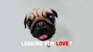 Hugging Monkey - One of the Best Dating Apps in the World 2020 | #huggingmonkey #dating #romance