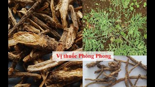 Tác dụng của vị thuốc PHÒNG PHONG theo y học hiện đại và y học cổ truyền