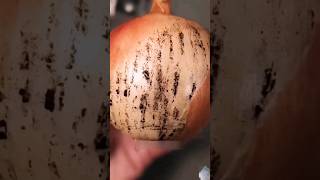 ऐसे प्याज़ को गलती से भी ना खाए || #blackfungus #onion