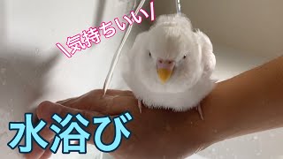 ビビリなインコに水浴びをさせたら可愛すぎた