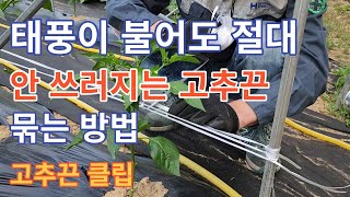 태풍이 불어도 절대 안쓰러지는 고추끈 묶는방법