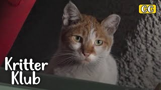 猫最终进入了危险的天花板......我 Kritter Klub