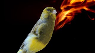 The Best Canary Song for Training Your Bird - Sam Canary 20