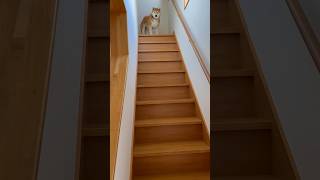 柴犬福 車乗る？と聞かれ階段降りる犬🤣Coming dog!!#shorts #funny #comedy #shibainu #dogshorts #柴犬 #시바견