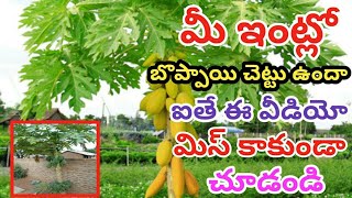 మీ ఇంట్లో బొప్పాయి చెట్టు ఉందా?  అయితే ఈ వీడియో మీకోసమే real facts about papaya