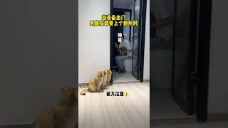 【牛奶是只猫】有没有同款男朋友……你出门就上厕所🚽……