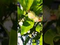 nauclea latifolia blooming