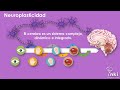 Bases fisiológicas del aprendizaje/Neuropsicología