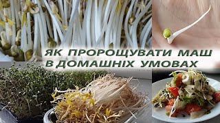 🌱ЯК ЛЕГКО ПРОРОЩУВАТИ МАШ В ДОМАШНІХ УМОВАХ🍃ПРОРОСТКИ МУНГА/МАША🥗MUNG BEANS/МІКРОЗЕЛЕНЬ/КОРИСТЬ МАША