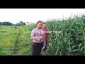 TESTIMONI PUPUK ORGANIK ECO FARMING PADA TANAMAN JAGUNG