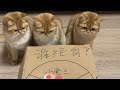 【牛奶是只猫】好家伙！中大奖了！！！#金渐层