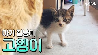 냥생극장5 - 고양이 고잉이(아기 길냥이)