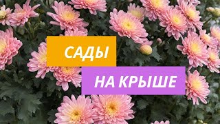 Осенний Лондон. Сады на крыше. Расцветали яблони и груши, и хризантемы. November 2023