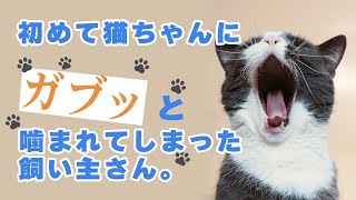 [アニマルコミュニケーション]猫が噛む理由(No.343)