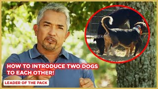 How To Introduce Two Dogs To Each Other! | Leader of the Pack