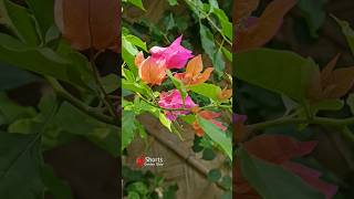 Bougainvillea Care Tips | फूलों से भर जाएगा बोगेनविलिया #organicgardening