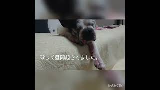 12歳こころ、今日も元気です❗#フレンチブルドッグ #全盲犬 #シニア犬 #フレブル#パイド#frenchbulldog